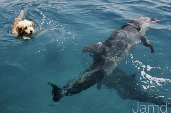 Собака-дельфин (11 фото)