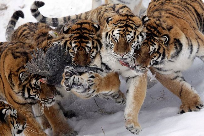 Кормление тигров (2 фото)