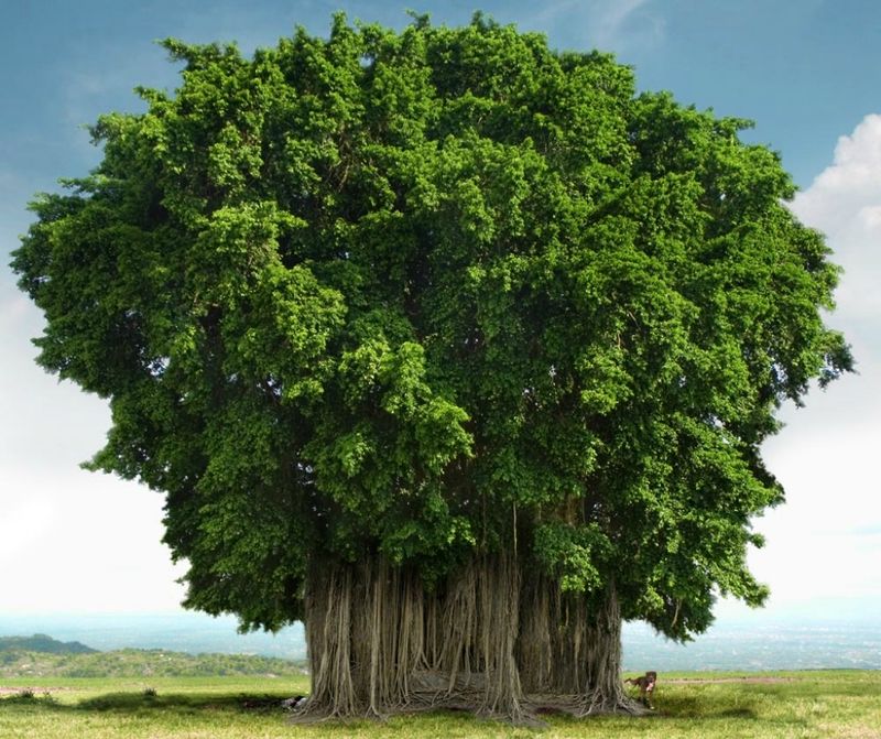 Великий баньян — это дерево со множеством стволов и самой большой кроной в мире (14 фото)