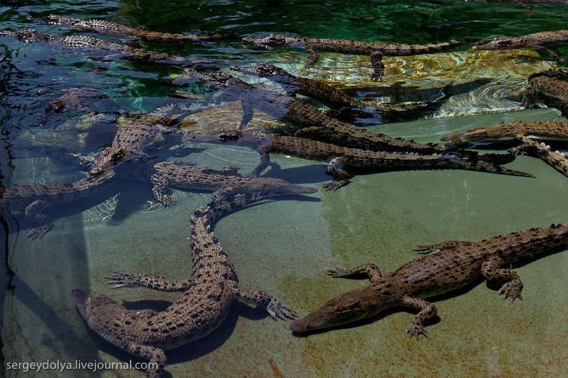 Прыгающие крокодилы (39 фото)