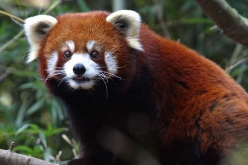 Самое вселенско-позитивное животное - Красная Панда!:-)) (11 фото)