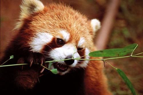 Самое вселенско-позитивное животное - Красная Панда!:-)) (11 фото)