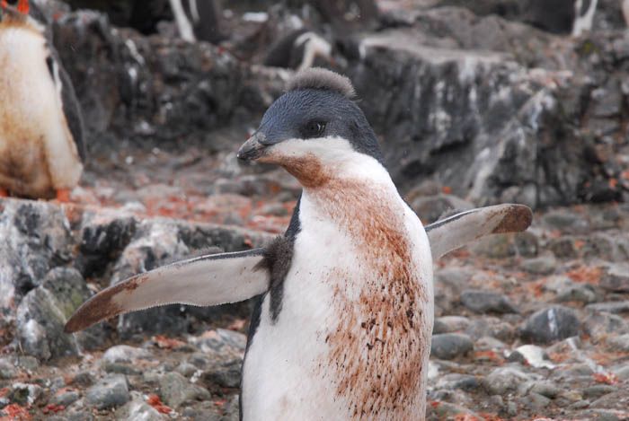 Жизнь пингвинов на самом деле (20 фото)