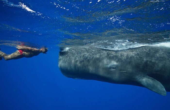 Подводный оператор Эндрю Армор прославился как «Заклинатель китов» после того, как сблизился с огромным кашалотом, который позволяет ему плавать рядом с собой.