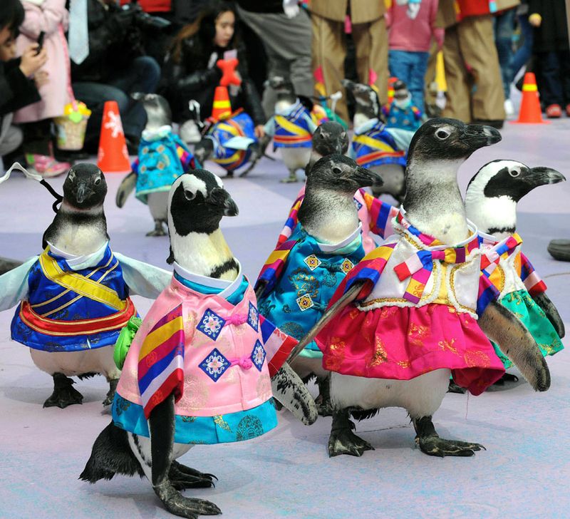 Пингвины в традиционных корейских нарядах во время празднования лунного Нового года в развлекательном парке «Эверлэнд» в Йонъине, Южная Корея.