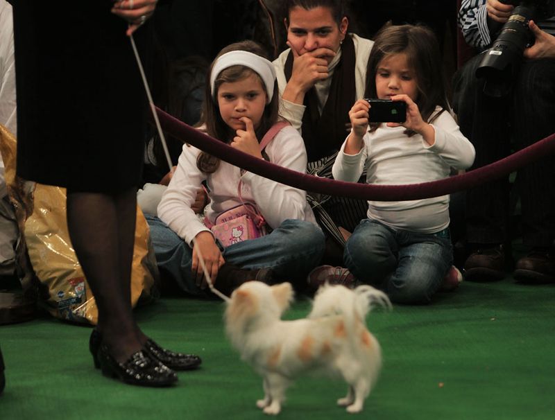 Беатрис Яррин (наверху) сидит со своими дочерьми 9-летней Изабель (слева) и 5-летней Моникой на выставке собак. Семья специально прилетела в Нью-Йорк на выставку. 