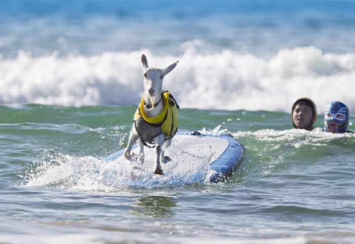 Козочка которая любит заниматься серфингом (13 фото)