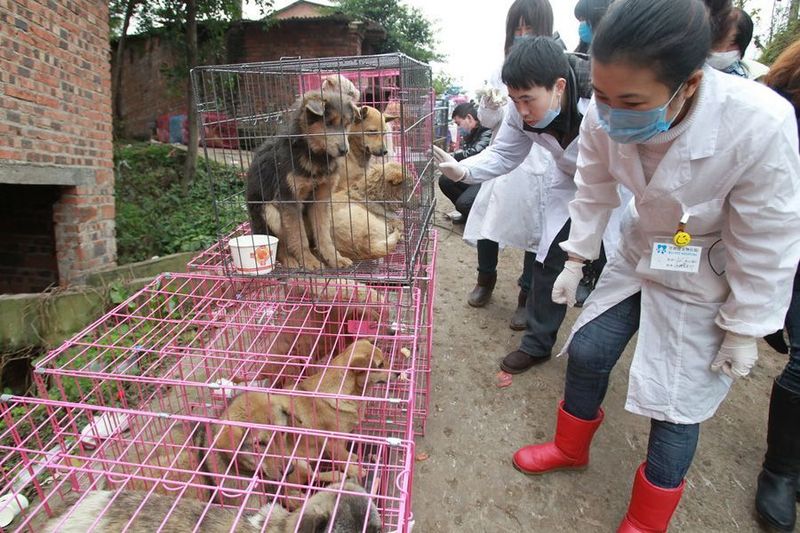 Китайский блогер спас тысячу собак (7 фото)