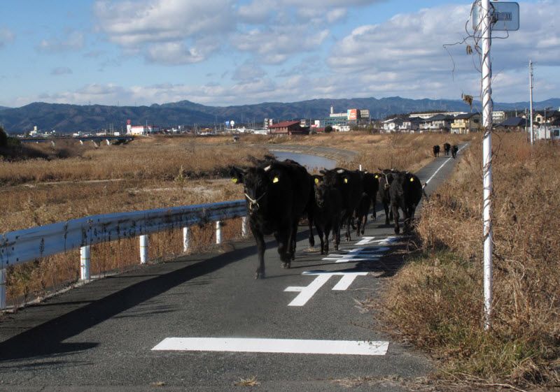 Спасение животных из запретной зоны в префектуре Фукусима (28 фото)