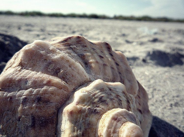 Морские раковины  (30 фото)