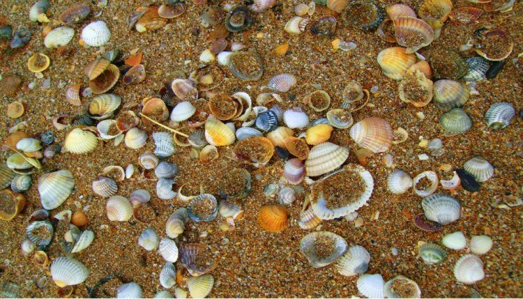 Морские раковины  (30 фото)