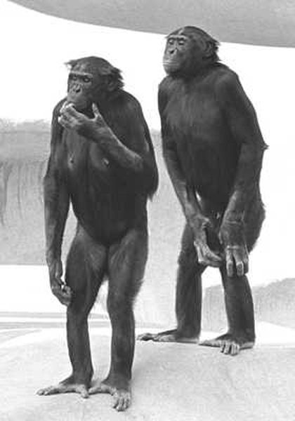 Человек и Шимпанзе (10 фото)