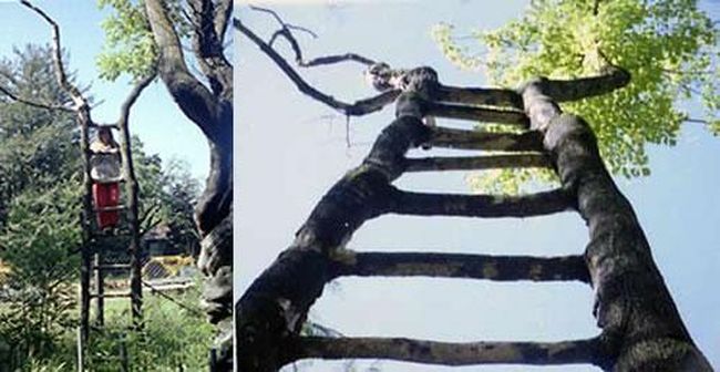 Дерево-лестница…