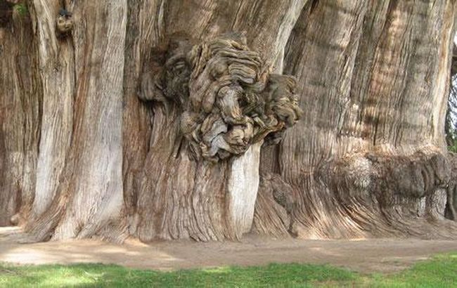 Некоторые скептики утверждали, что это не одно дерев, а три - однако, анализ ДНК подтвердил, что это - действительно одно великолепное дерево... В 1994 году онр, казалось, начало умирать: листья пожелтели, высохли некоторые ветви, однако с началом сезона обильных дождей дерево вновь возродилось....