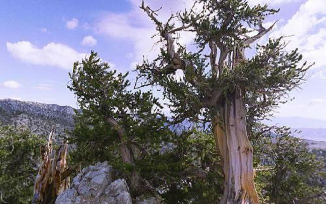Сейчас ученые пытаются раскрыть секрет долголетия самого старого дерева на планете. Возраст 