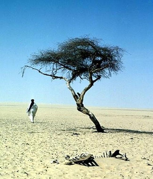 А это - самое одинокое дерево на планете - акация Тенере в пустыне Сахара... В радиусе 250 миль не было больше ни одного дерева...Теперь нет и его - было сломано пьяным ливийцем на грузовике...