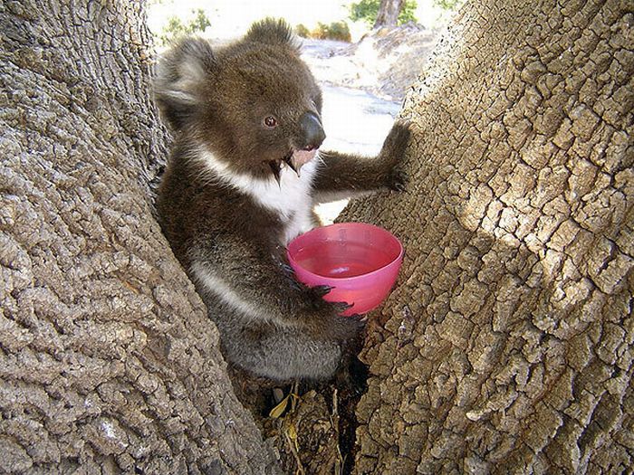 Ручные коалы, утренний позитив (21 фото)