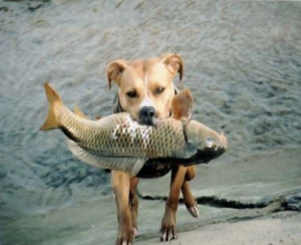 Рыбалка по-собачьи (8 фото)
