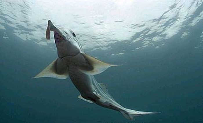 Самые необычные акулы (22 фото)