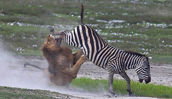 Битва зебры и льва (4 фото)