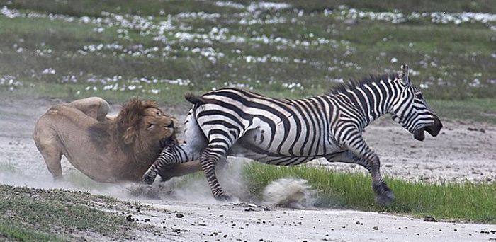 Битва зебры и льва (4 фото)
