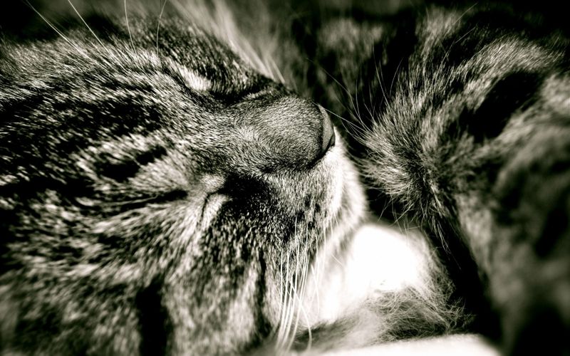 20 удивительных фотографий кошек (20 фото)