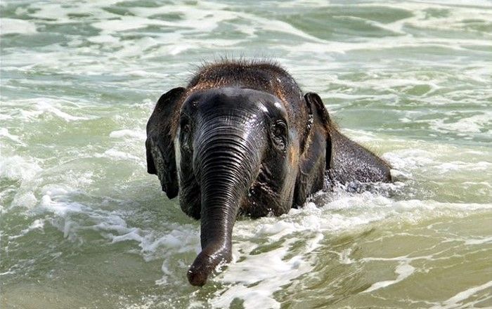 Слоненок спасается от жары (7 фото)