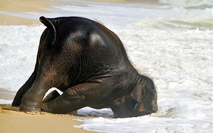 Слоненок спасается от жары (7 фото)