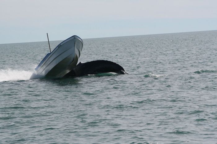 кит, лодка,