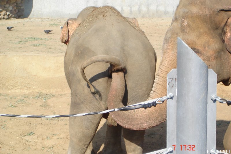 Слоны-извращенцы (2 фото)