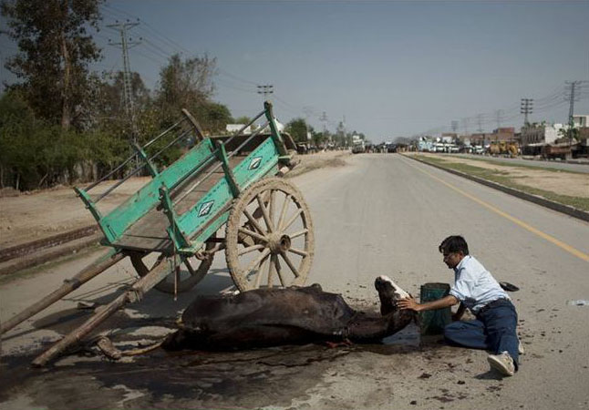 Возница гладит свою лошадь, раненую шальной пулей во время перестрелки у полицейской академии в Лахоре, Пакистан. 30 марта группа террористов напала на полицейское училище. В бою было убито несколько полицейских, прежде чем нападение было отражено. Emilio Morenatti/AP