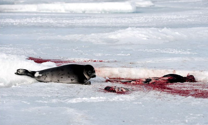 24 марта. Залив Св. Лаврентия, Квебек, Канада. Официальный охотничий сезон на тюленей открыт, до 280.000 животных разрешено добыть в этом году зверобоям. ©Stewart Cook/DPA