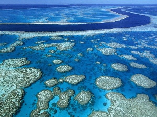 Большому Барьерному рифу грозит экологическая катастрофа (10 фото)