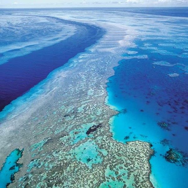 Большому Барьерному рифу грозит экологическая катастрофа (10 фото)