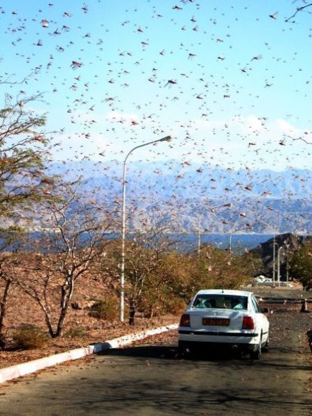 Нашествие насекомых (27 фото)