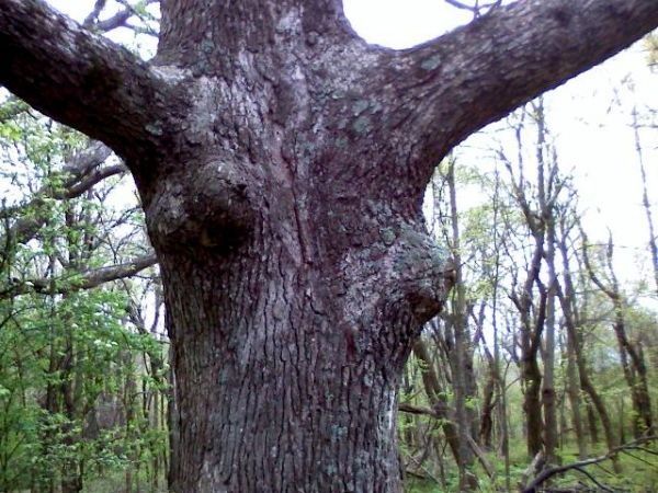 Очень сексуальные деревья (27 фото)