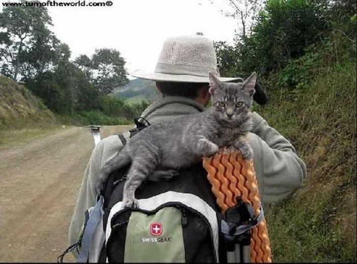 Верный  кот-путешественник (10 фото)
