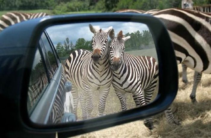 Отражения в зеркалах заднего вида (46 фото)