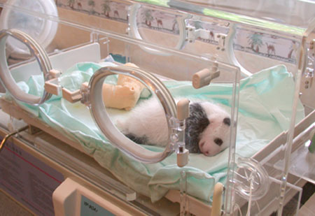 Рождение панды (18 фото)