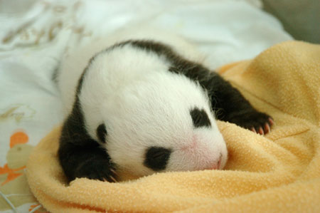 Рождение панды (18 фото)