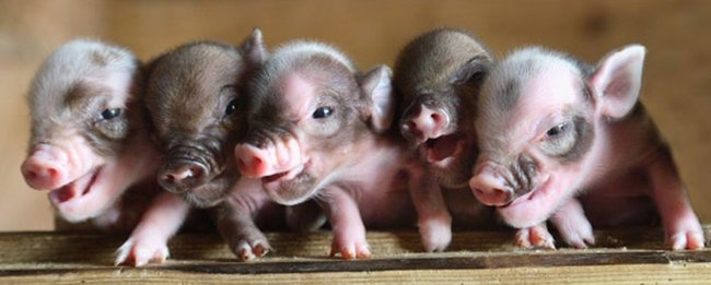 Мини свиньи (9 фото)