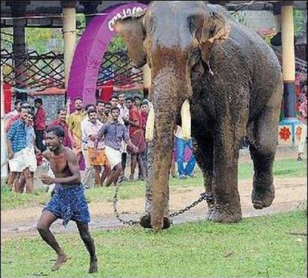 Невероятное спасение от слона (6 фото)