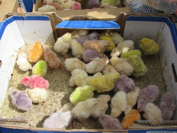 Пасхальные цыплята (5 фото)