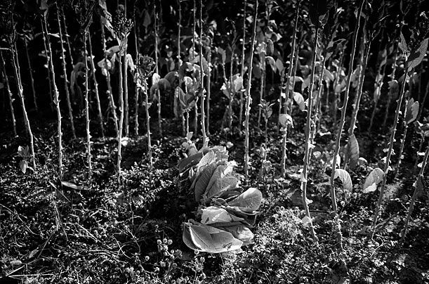 2. Вблизи от поселка Малибай на поле куча свежесобранных листьев табака. В связи с тем, что работа на табачных фермах Казахстана тяжелая и опасная для здоровья, из-за того, что повышены нормы пестицидов, рабочие подвергаются постоянному воздействию высокого уровня никотина, в стране действует запрет на привлечение к труду на табачных фермах лиц, не достигших 18-ти лет.