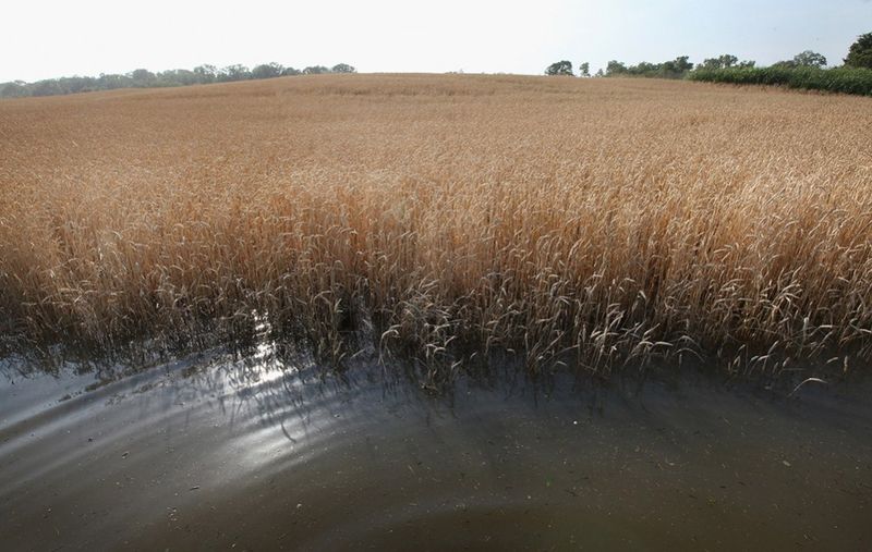 Затопленное пшеничное поле недалеко от Виксбурга, Миссисипи. (Scott Olson/Getty Images)