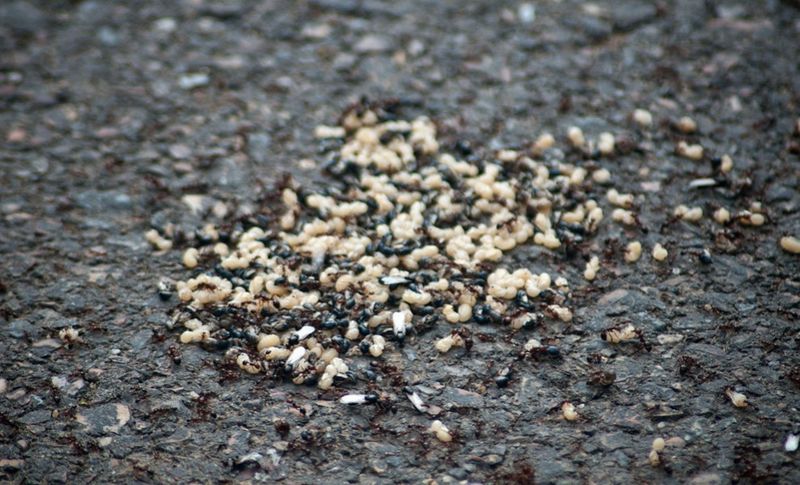  Огненные муравьи перенесли свои яйца на дорогу, спасаясь от наводнения, недалеко от Язу-Сити. (Lance Cheung/USDA)
