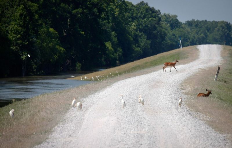 Олень удаляется от вышедшей из берегов реки Атчафалайя в Лотти, штат Луизиана. Паводковые воды реки Миссисипи просочились в город Каюн, но плотины, защищающие два крупнейших города штата, удержали потоки воды. (Reuters/Lee Celano)
