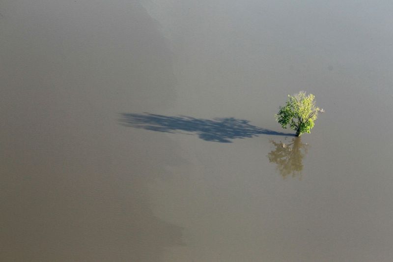 Дерево в воде вышедшей из берегов реки Язу недалеко от Виксбурга. (Scott Olson/Getty Images)