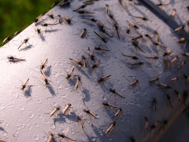 Комары закрыли небо над Нарочью (Беларусь) (18 фото)