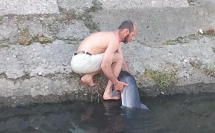 В Крыму из реки вытащили раненого дельфина (7 фото)